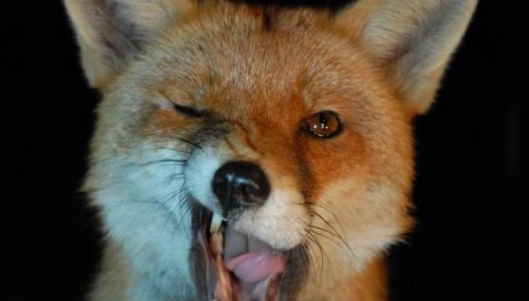 лисици - НАШЕСТВИЕ: Лисици превзеха София, плъзнаха във всички квартали (СНИМКИ+ВИДЕО)