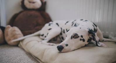 кучешко легло