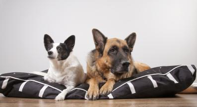 кучешко легло