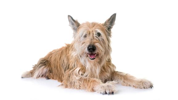 Бергер Пикард