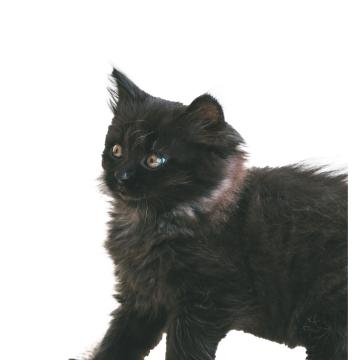 Йоркска шоколадова котка