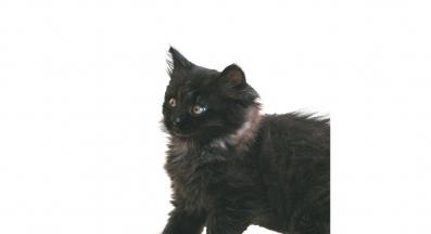 Йоркска шоколадова котка