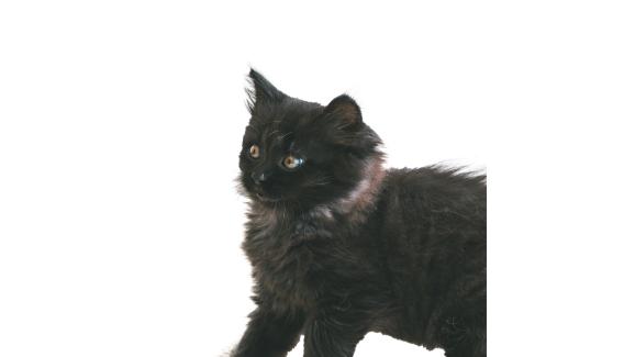 Йоркска шоколадова котка