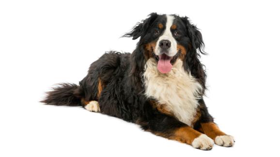 Бернски Зененхунд