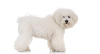 Бишон фризе