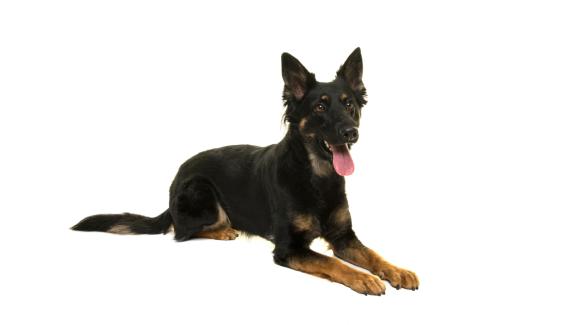 Бохемска овчарка