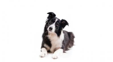 Бордър коли