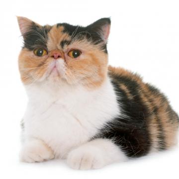 Екзотична късокосместа котка