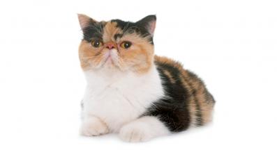 Екзотична късокосместа котка