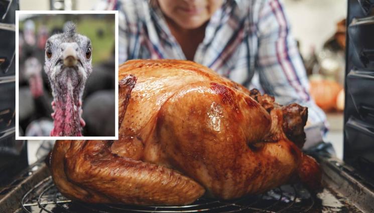 пуйка - Броим 30 лева за италианска пуйка