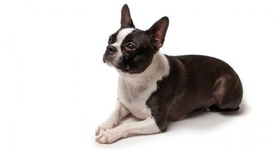 Бостън Териер