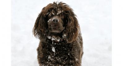 Бойкин Шпаньол