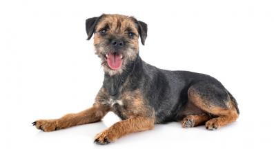 Бордър териер