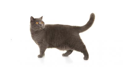 Британска късокосместа