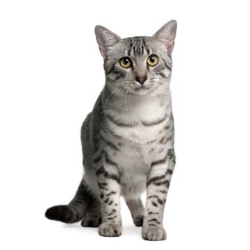 Египетска мау