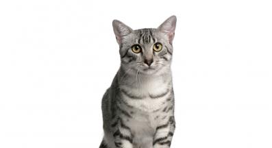 египетска мау