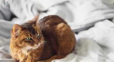 коте върху легло