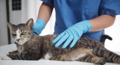 котка на преглед при ветеринар