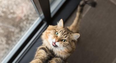 мяукаща котка