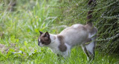 котка маркира