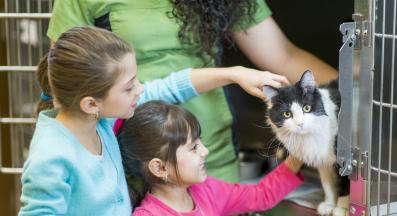 осиновяване на коте