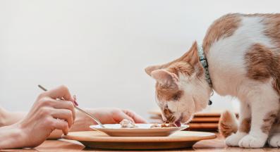 котка яде човешка храна