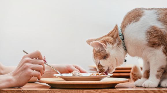 10 често срещани грешки, които допускаме когато храним котката