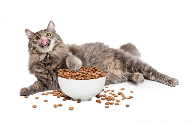 суха храна котки