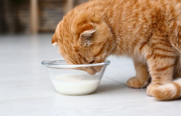 котка пие мляко