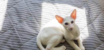Котките потят ли се