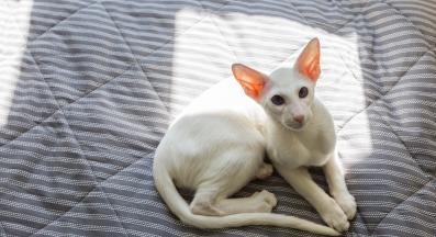 котка на сянка