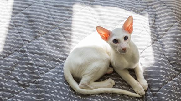 котка на сянка