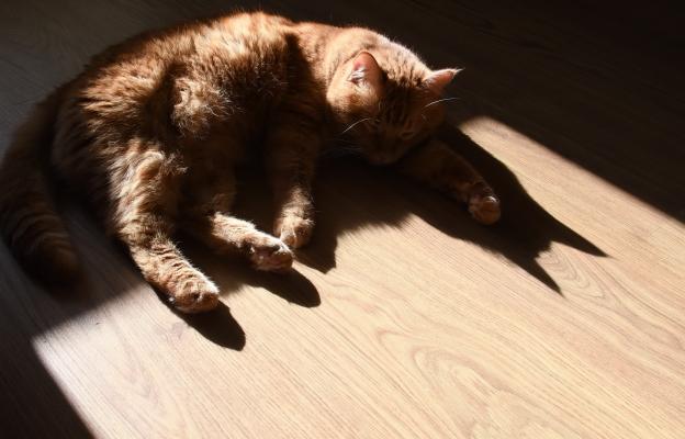котка на сянка