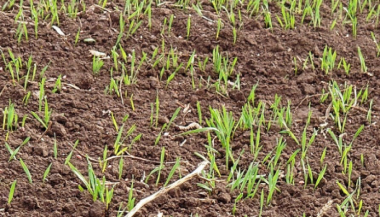 Агро - Агро Телеграф: Семената вземат доза студ, преди да покълнат