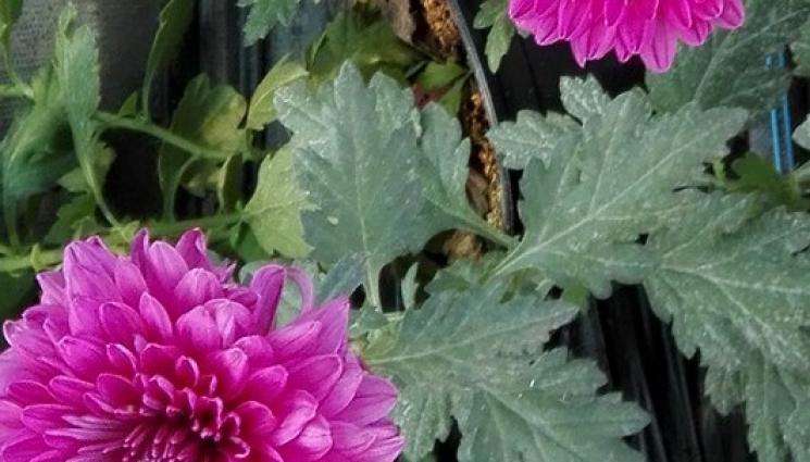Агро - Агро Телеграф: Избираме най-силните хризантеми за резници