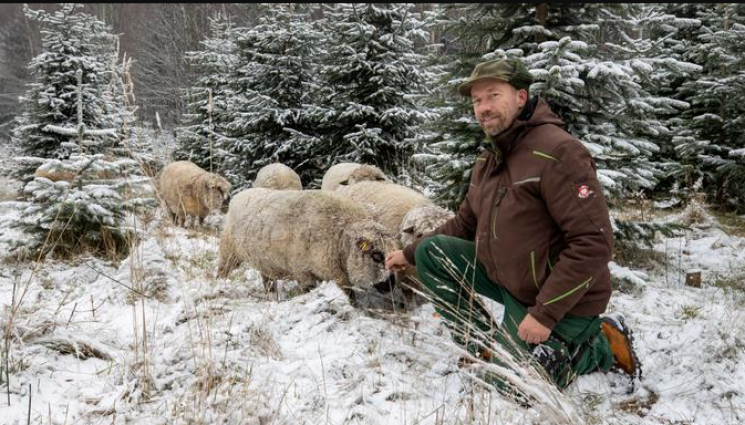 Агро - Агро Телеграф: Овце работят в плантация от екоколедни елхи