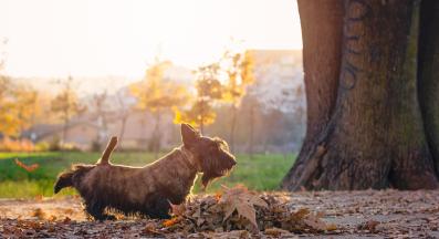 скотиш териер