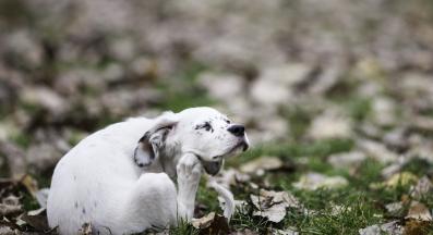 куче с бълхи