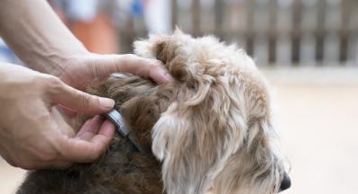 куче с бълхи