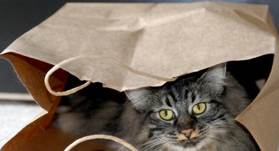 котка в кутия