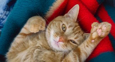 котка полидактил