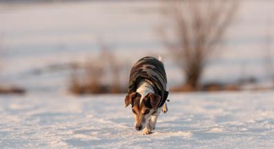 куче през зимата