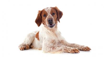 Бретон Шпаньол