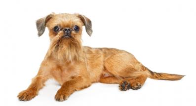 Брюкселски грифон