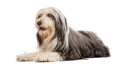 Брадато Коли