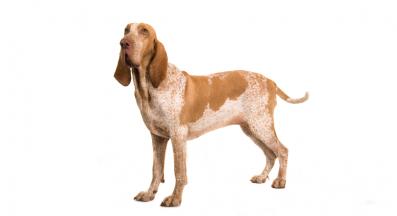 Италиански брак