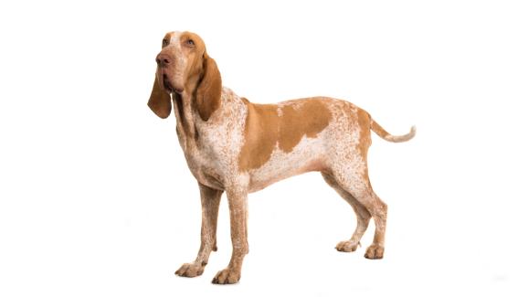 Италиански брак