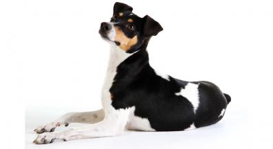 Бразилски териер