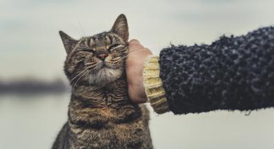 щастливо коте