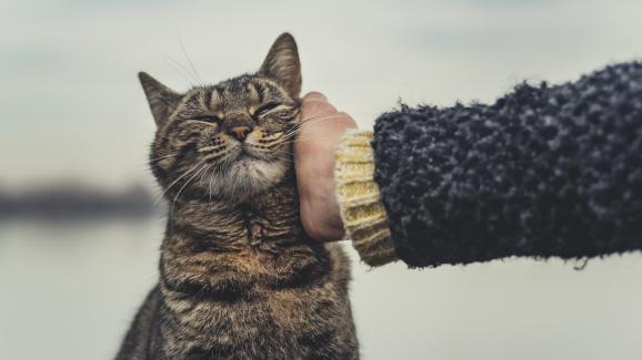 7 съвета за отглеждане на здрава котка